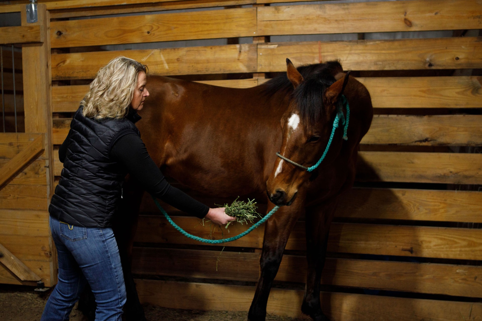 Equine rehab consultation